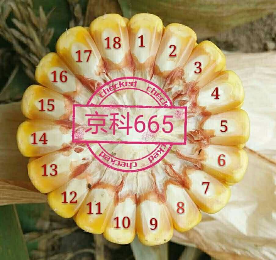 京科665