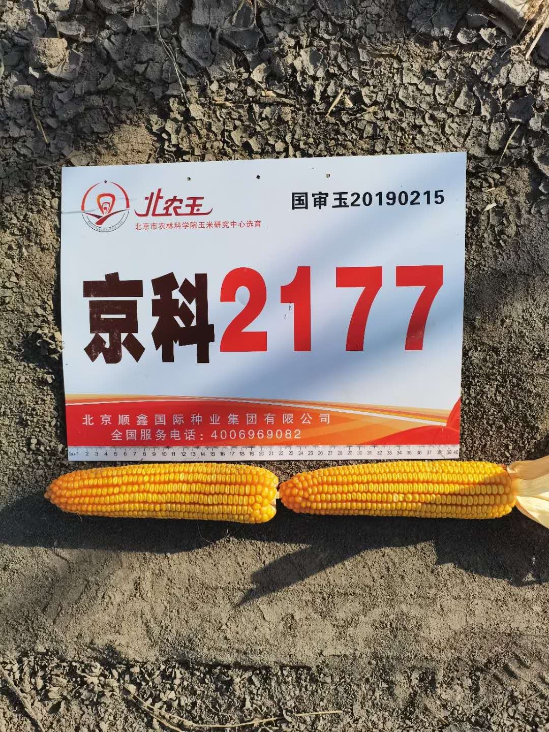 京科2177