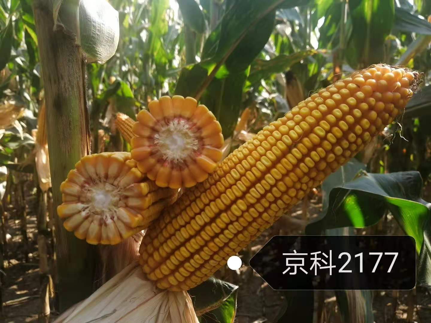 京科2177