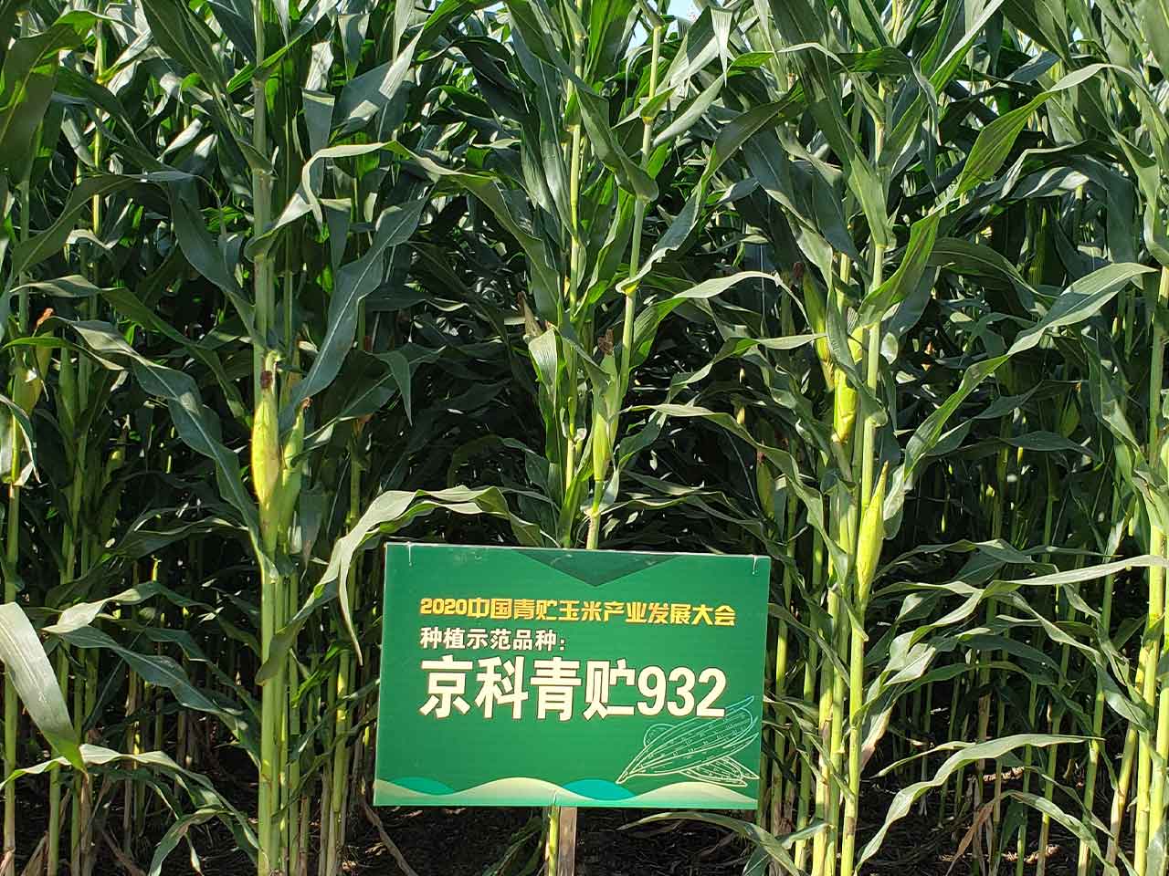京科青贮932