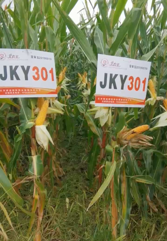 JKY301