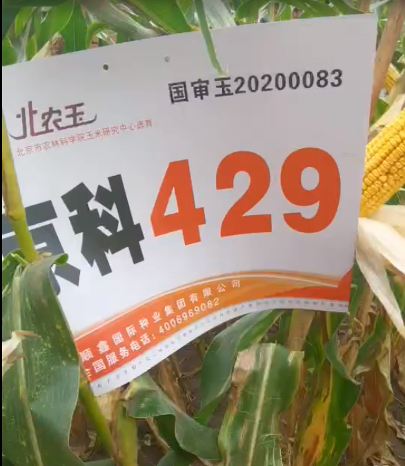京科429