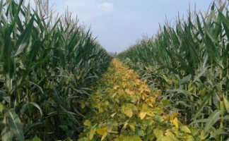 北农玉资讯丨玉米金黄 大豆“摇铃”——甘肃省大豆玉米带状复合种植成效显著