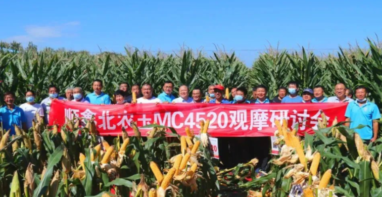 北农玉MC4520:高产种植新模式 亩产超吨不是梦