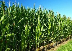 北农玉资讯丨玉米金黄 大豆“摇铃”——甘肃省大豆玉米带状复合种植成效显著