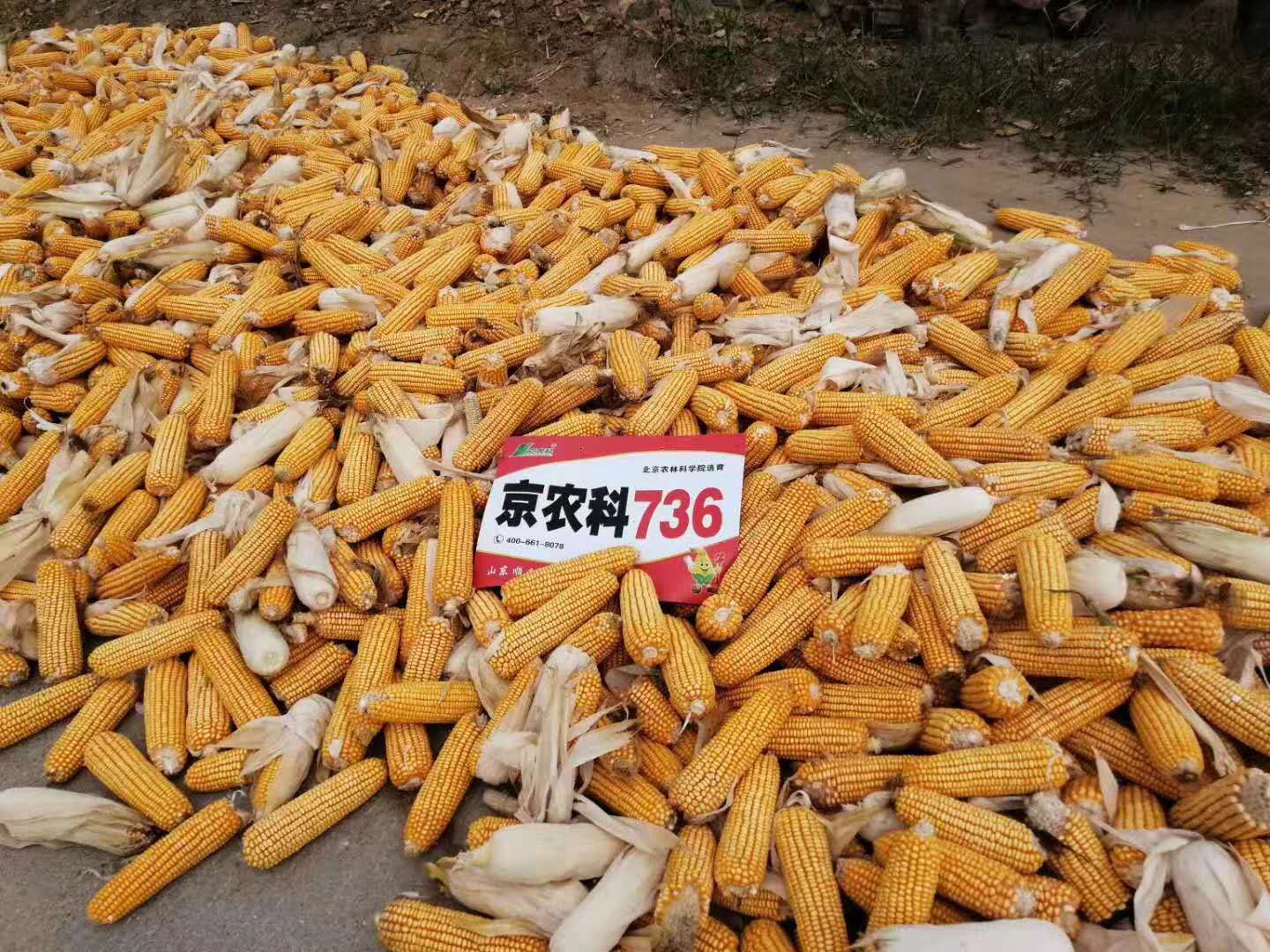 微信图片_20200312110529.jpg