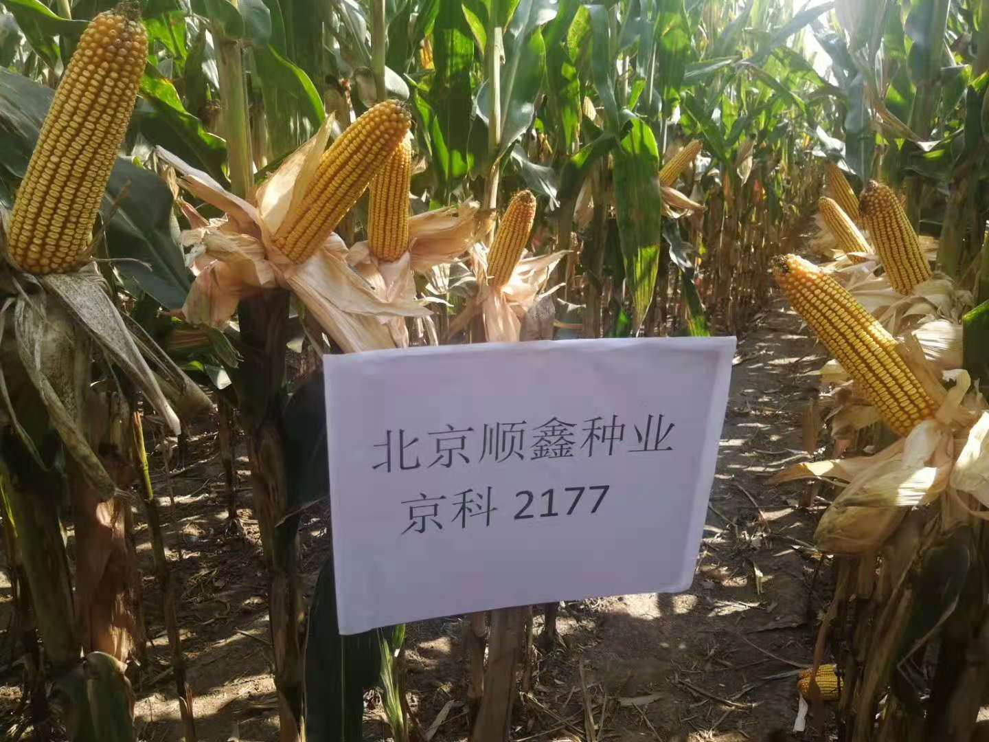 1659687623850007.jpg